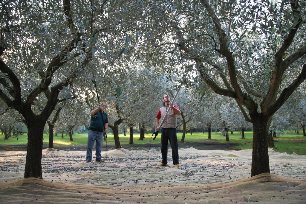 Agriturismo Terra E Sole SantʼAmbrogio di Valpolicella الغرفة الصورة