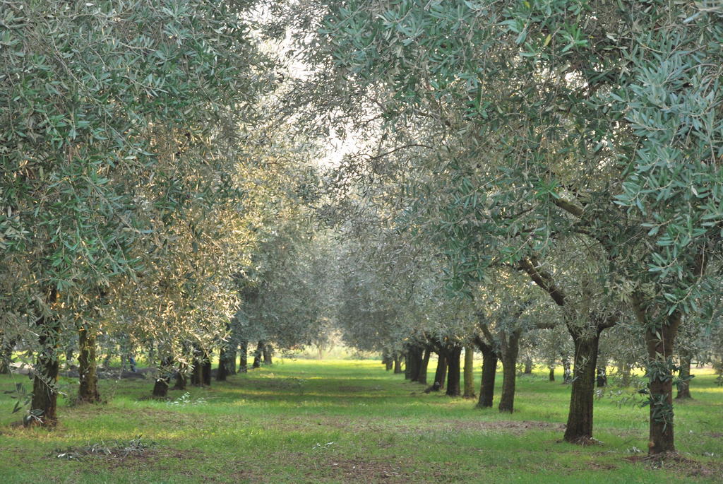 Agriturismo Terra E Sole SantʼAmbrogio di Valpolicella الغرفة الصورة
